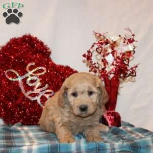 Paige, Mini Goldendoodle Puppy